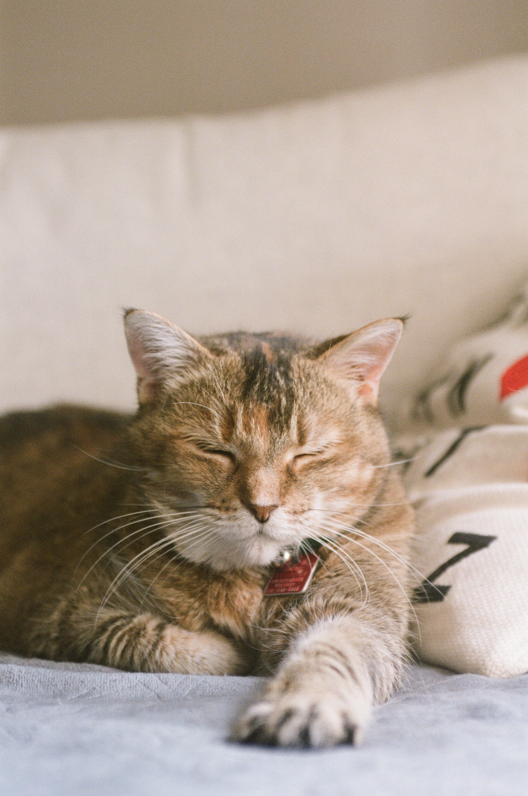 7 Meaningful Ways to Memorialize Your Pet