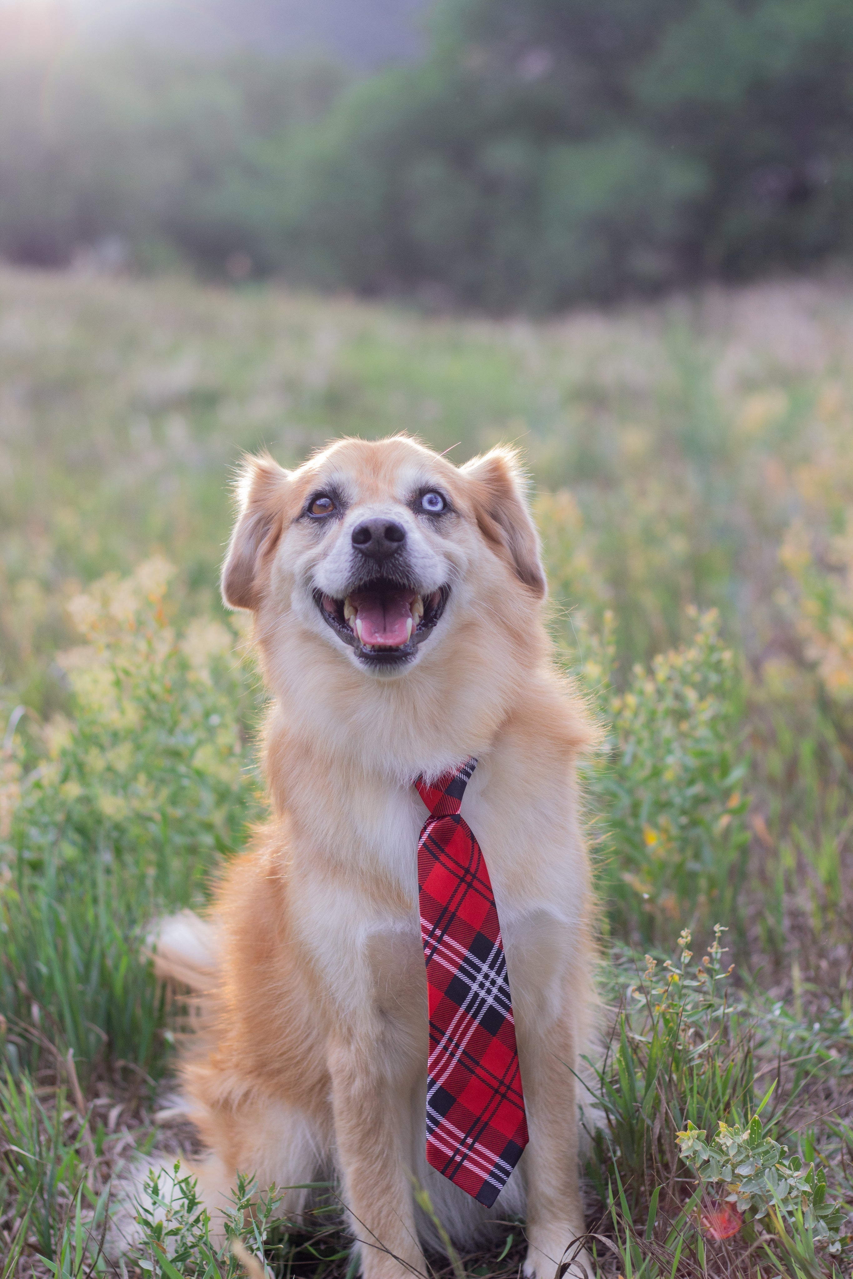 How to Cope With the Loss of a Beloved Pet