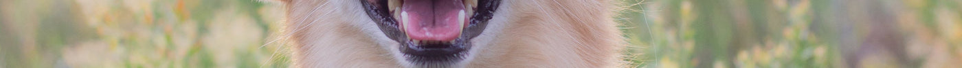 How to Cope With the Loss of a Beloved Pet